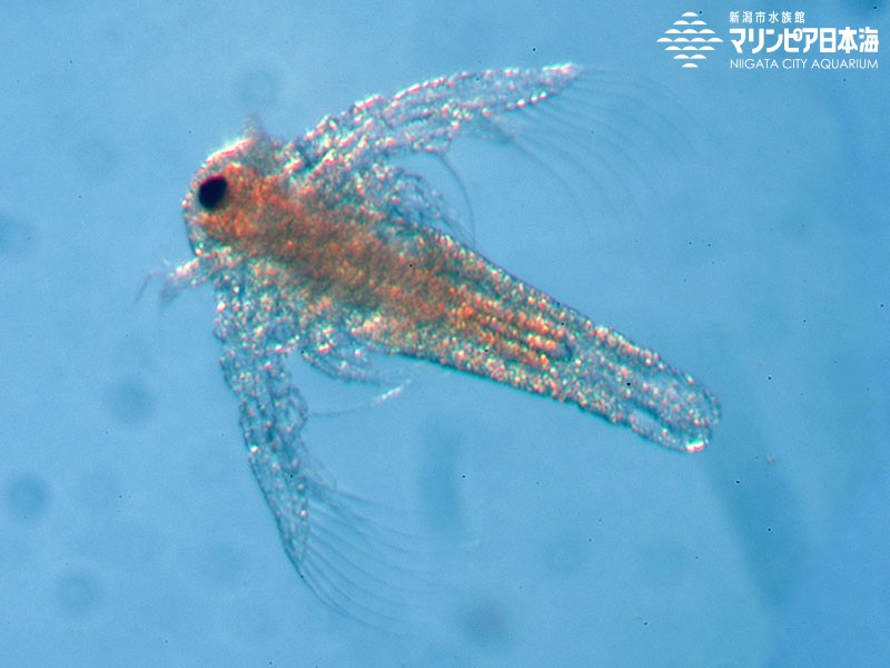 新潟市水族館 マリンピア日本海 生物図鑑 ≫ 「アルテミア属の一種」